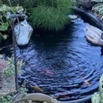 Do Fountain Water Features Attract Mosquitoes Outdoors