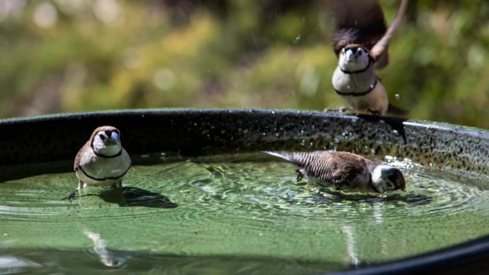 Fountains for Attracting Birds to Your Garden