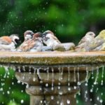 Fountains for Attracting Birds to Your Garden