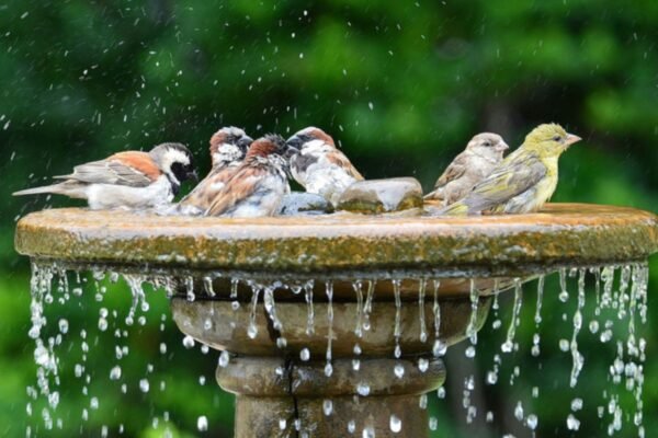 Fountains for Attracting Birds to Your Garden