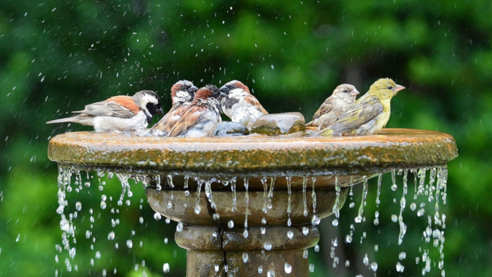 Fountains for Attracting Birds to Your Garden